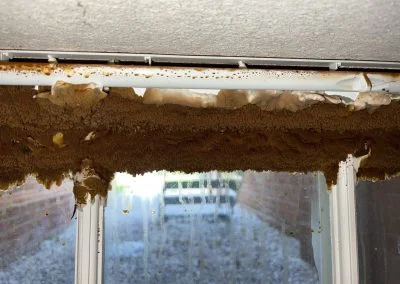 mould