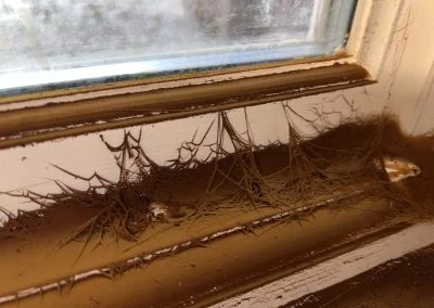mould