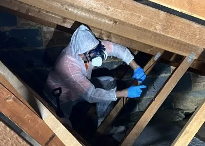 mould removal services