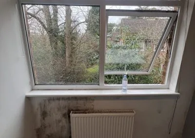 mould removal services