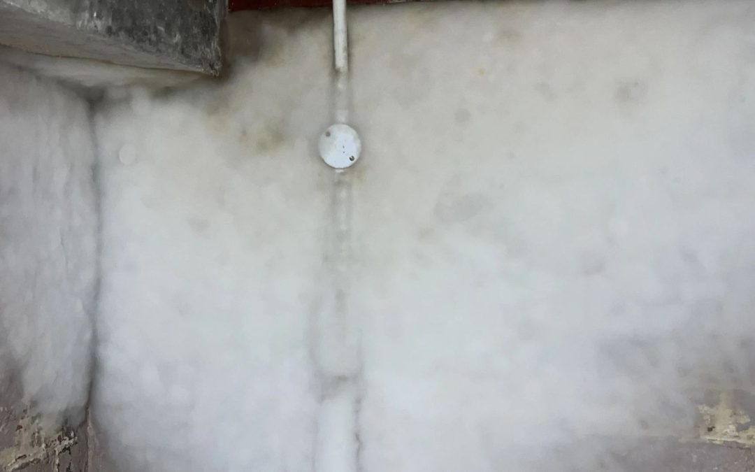 What is Black Mould and How Can You Get Rid of It with Professional Mould Removal?