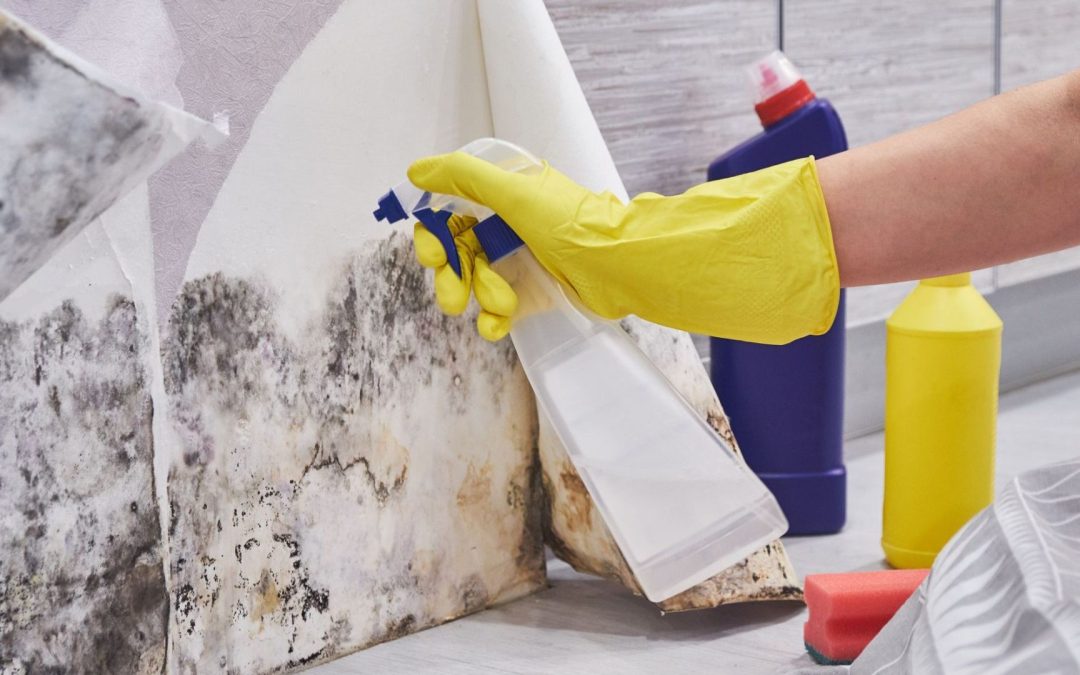 Why You Should Call Professionals for Black Mould Removal?