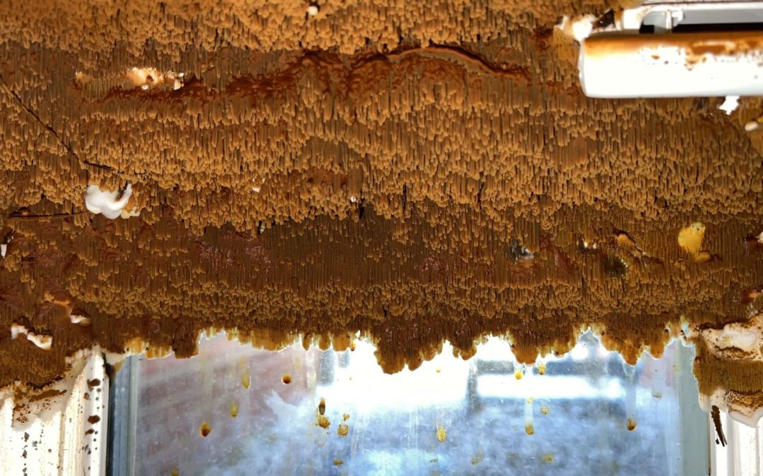 Mould Behind Furniture and in Hidden Areas: Why Professional Detection Matters
