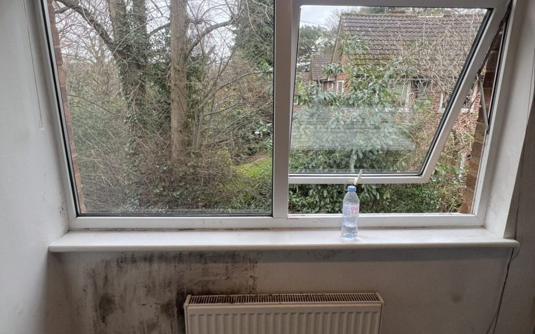 What Is A Damp and Mould Survey? Know Before You Book